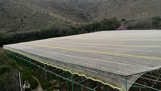HDPE UV-traktowane siatki rolnicze odporne na owady zapewniają odporność na łzy